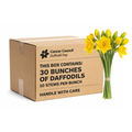 Daffodil Flower Carton